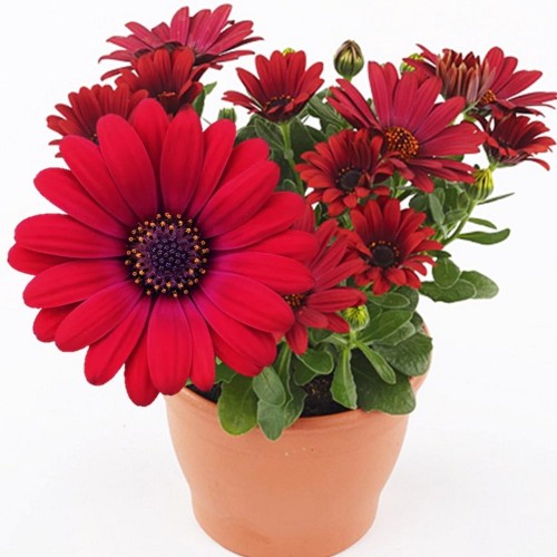 Osteospermum ecklonis 'Erato® Compact Cranberry' - Eckloni kuldkakar 'Erato® Compact Cranberry'  P9/0,55L